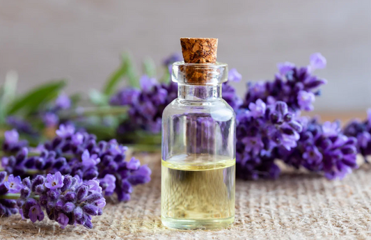 Lavender Essential Oil 